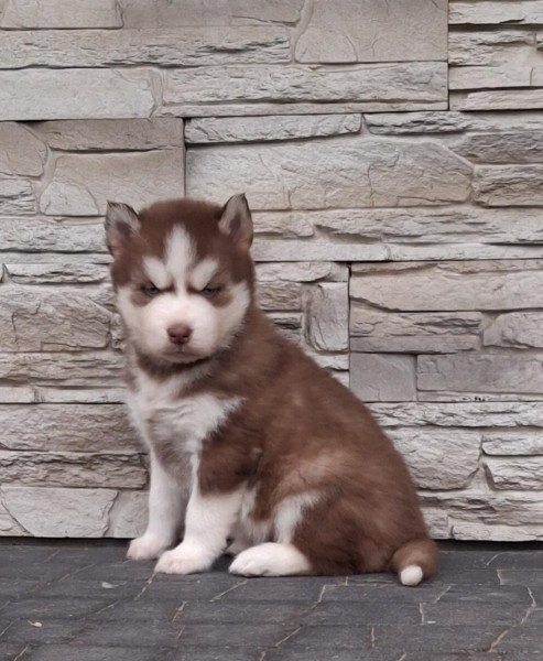 Siberische husky nestje 