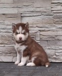 Siberische husky nestje 