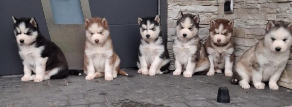 Siberische husky nestje 