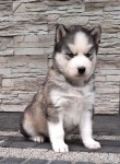 Siberische husky nestje 