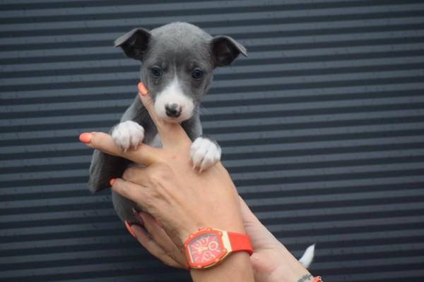 Whippet (reu) 85958
