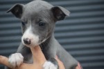 Whippet (reu) 85958
