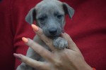 Whippet (reu) 85233