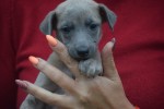 Whippet (reu) 85233