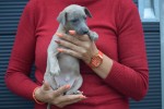 Whippet (reu) 85233