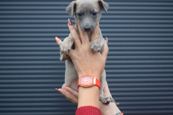 Whippet (reu) 85233