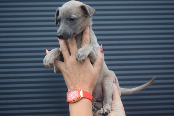 Whippet (reu) 85233