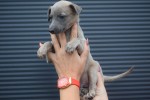 Whippet (reu) 85233