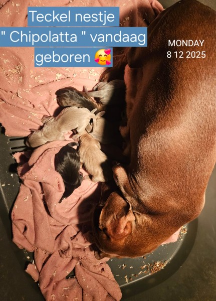 Teckel nestje 