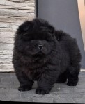 Chow -chow nestje 