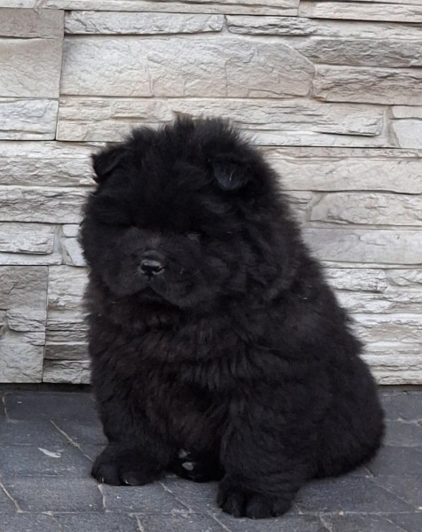 Chow -chow nestje 
