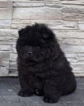 Chow -chow nestje 