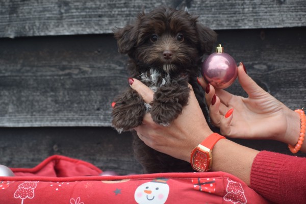 Havanezer (teef) 27324