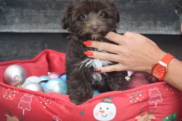 Havanezer (teef) 27324