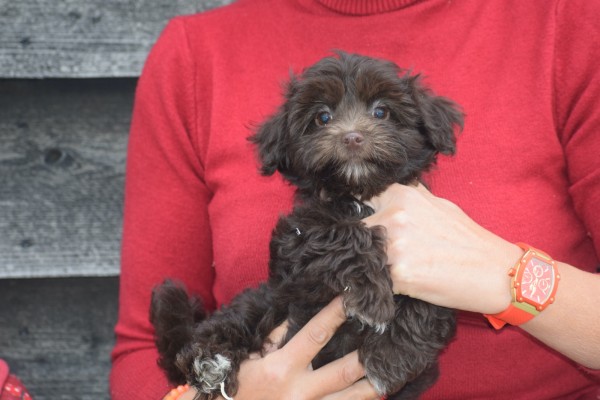 Havanezer (teef) 27324