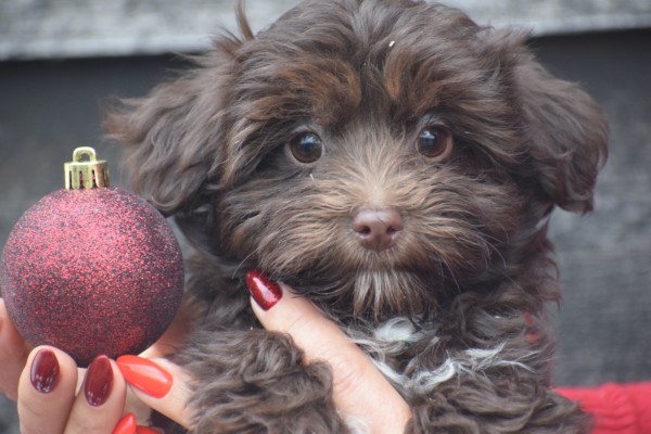 Havanezer (teef) 27324