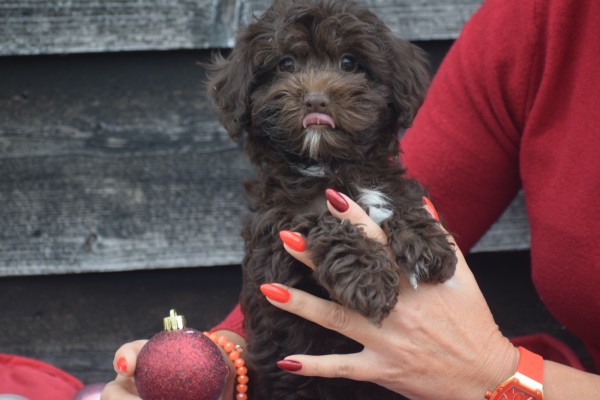 Havanezer (reu) 27319