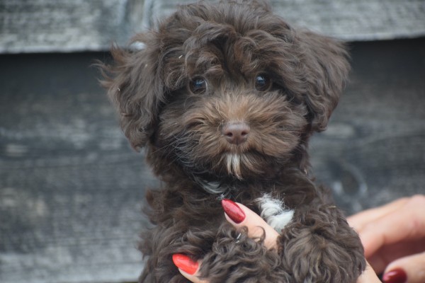 Havanezer (reu) 27319