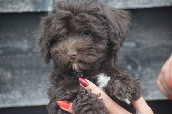 Havanezer (reu) 27319