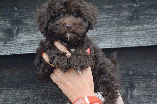 Havanezer (reu) 27319