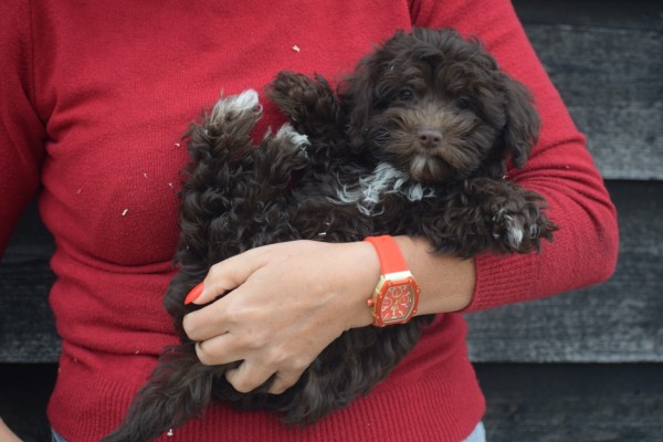 Havanezer (reu) 27319