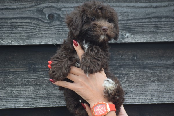 Havanezer (reu) 27319