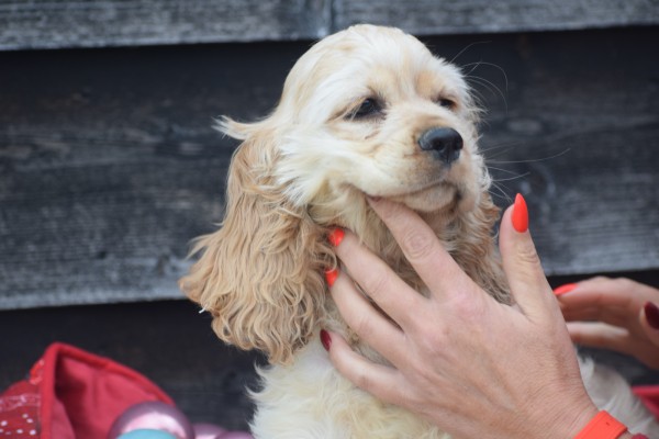 Amerikaanse cocker spaniel (reu) 11663