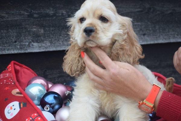 Amerikaanse cocker spaniel (reu) 11663