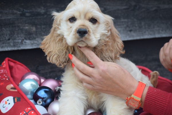 Amerikaanse cocker spaniel (reu) 11663