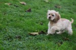Amerikaanse cocker spaniel (reu) 11663