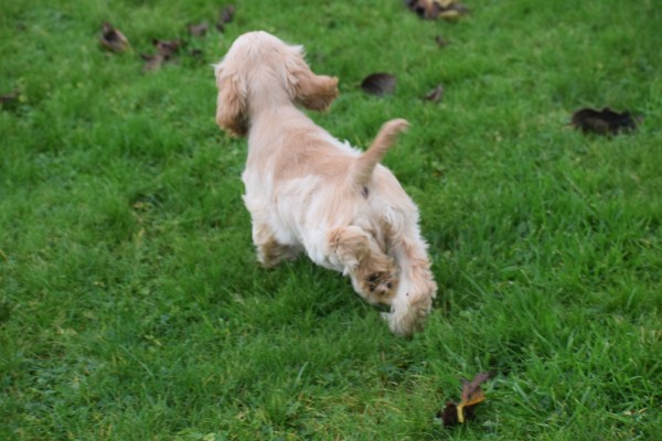 Amerikaanse cocker spaniel (reu) 11663