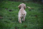 Amerikaanse cocker spaniel (reu) 11663