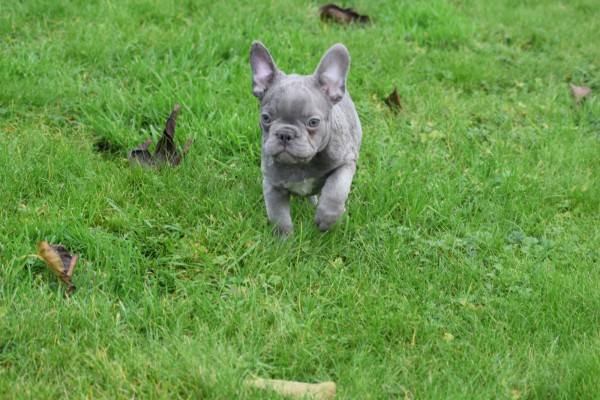 Franse bulldog (reu) 30426