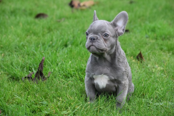 Franse bulldog (reu) 30426