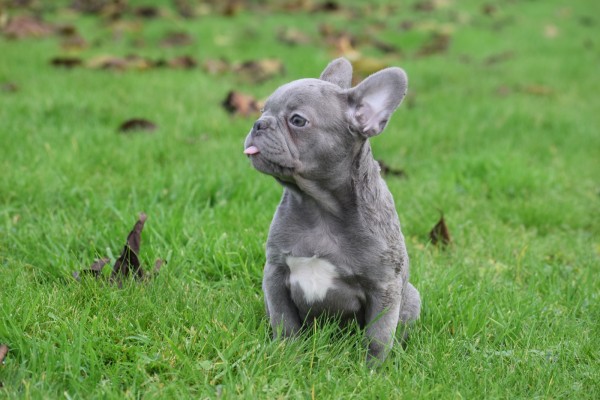 Franse bulldog (reu) 30426