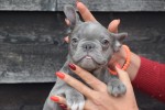 Franse bulldog (reu) 30426