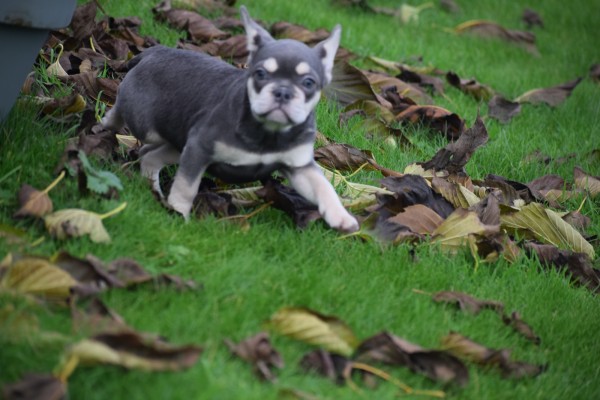 Franse bulldog (teef) 30436