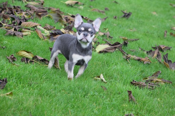 Franse bulldog (teef) 30436