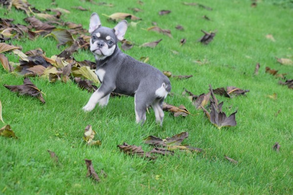 Franse bulldog (teef) 30436