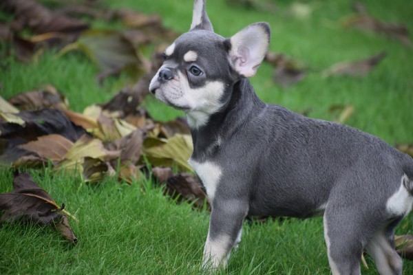 Franse bulldog (teef) 30436