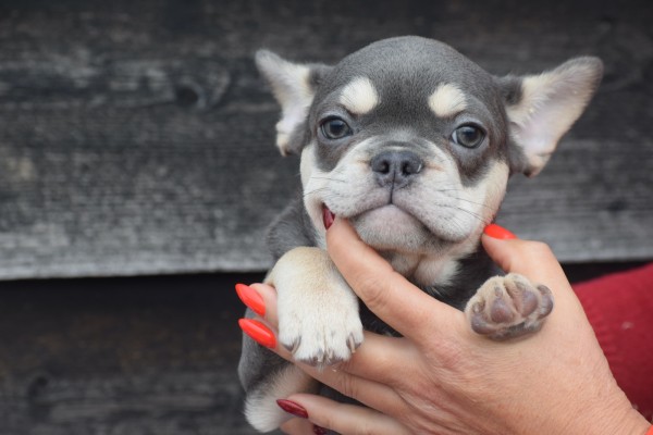 Franse bulldog (teef) 30436