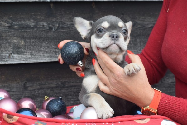 Franse bulldog (teef) 30436