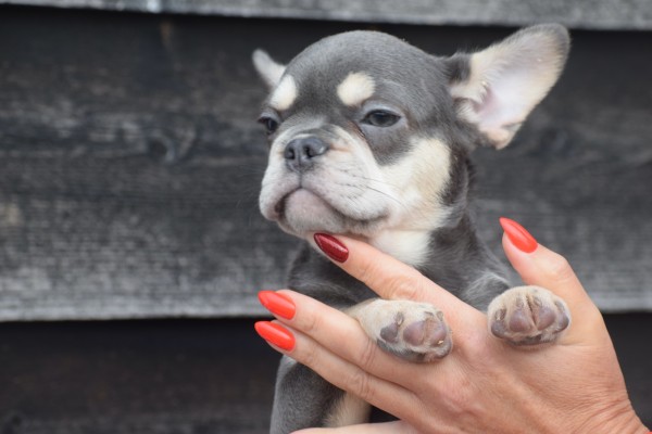 Franse bulldog (teef) 30436