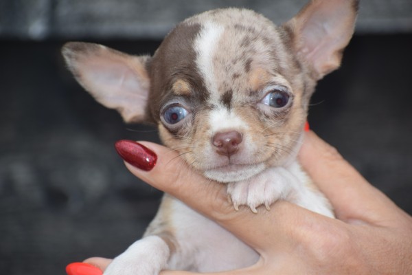 Chihuahua (reu) 41314