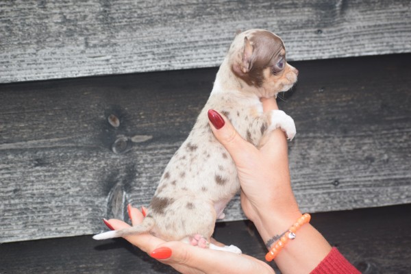 Chihuahua (reu) 41314