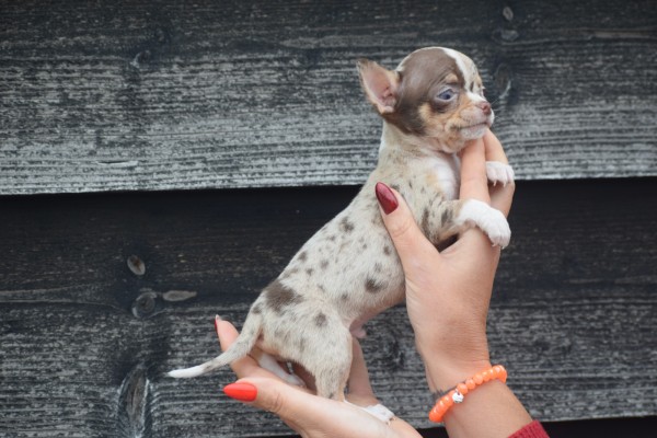 Chihuahua (reu) 41314