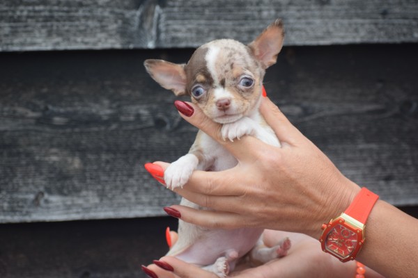 Chihuahua (reu) 41314