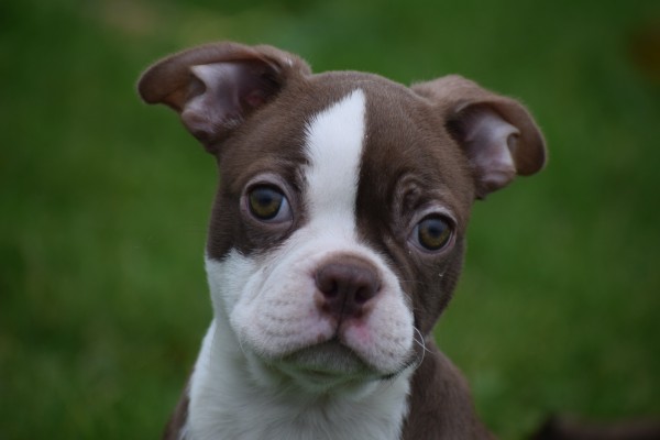 Boston Terrier (reu) 39921