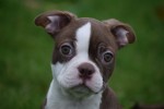 Boston Terrier (reu) 39921