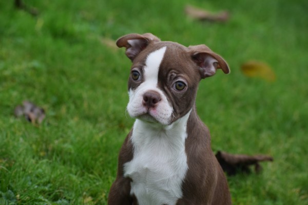 Boston Terrier (reu) 39921